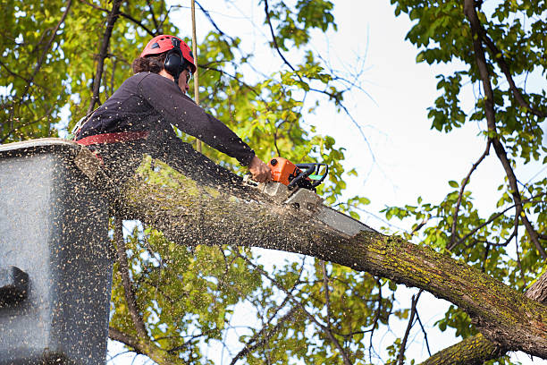 The Steps Involved in Our Tree Care Process in Dalton Gardens, ID